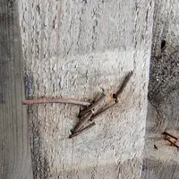 Мультитул Roxon Flex S804G — Photo 4